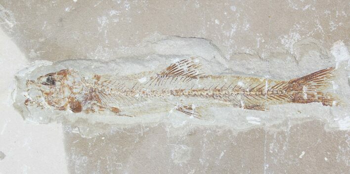Fossil Sand Fish (Charitosomus) - Lebanon #24084